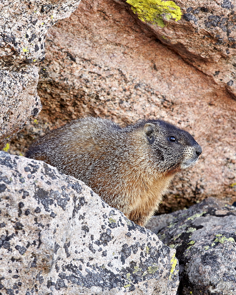 Yellow-bellied marmot (yellowbelly marmot) (Marmota flaviventris), Mount Evans, Arapaho-Roosevelt National Forest, Colorado, United States of America, North America