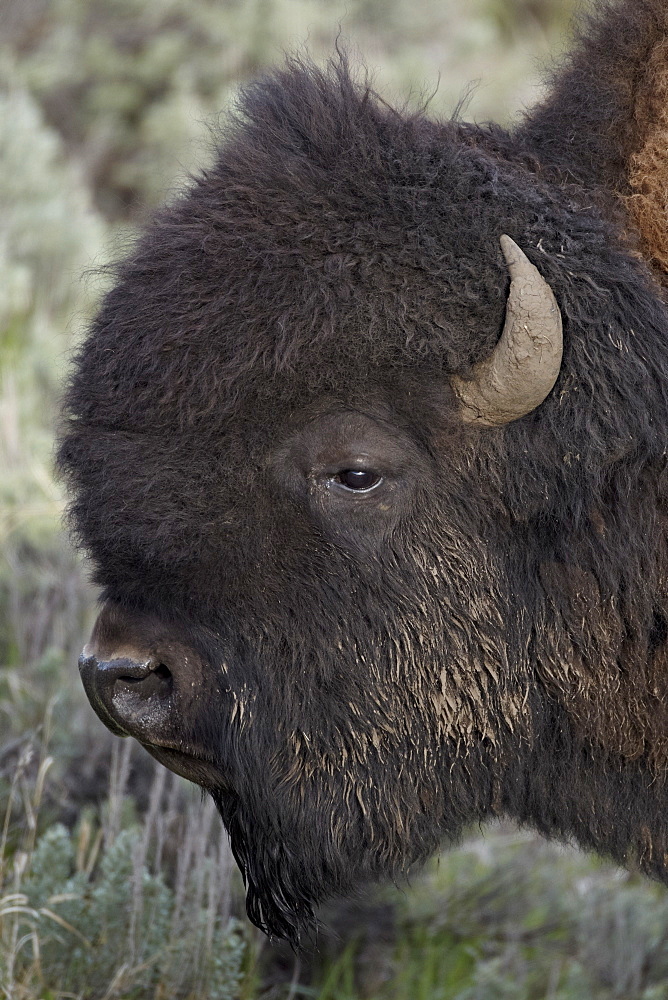 Bison (Bison bison) bull, Yellowstone National Park, Wyoming, United States of America, North America