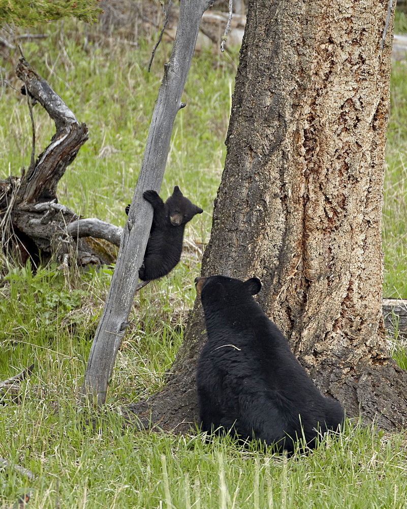 Black bear (Ursus americanus) sow and cub-of-the-year coming down from a tree, Yellowstone National Park, Wyoming, United States of America, North America