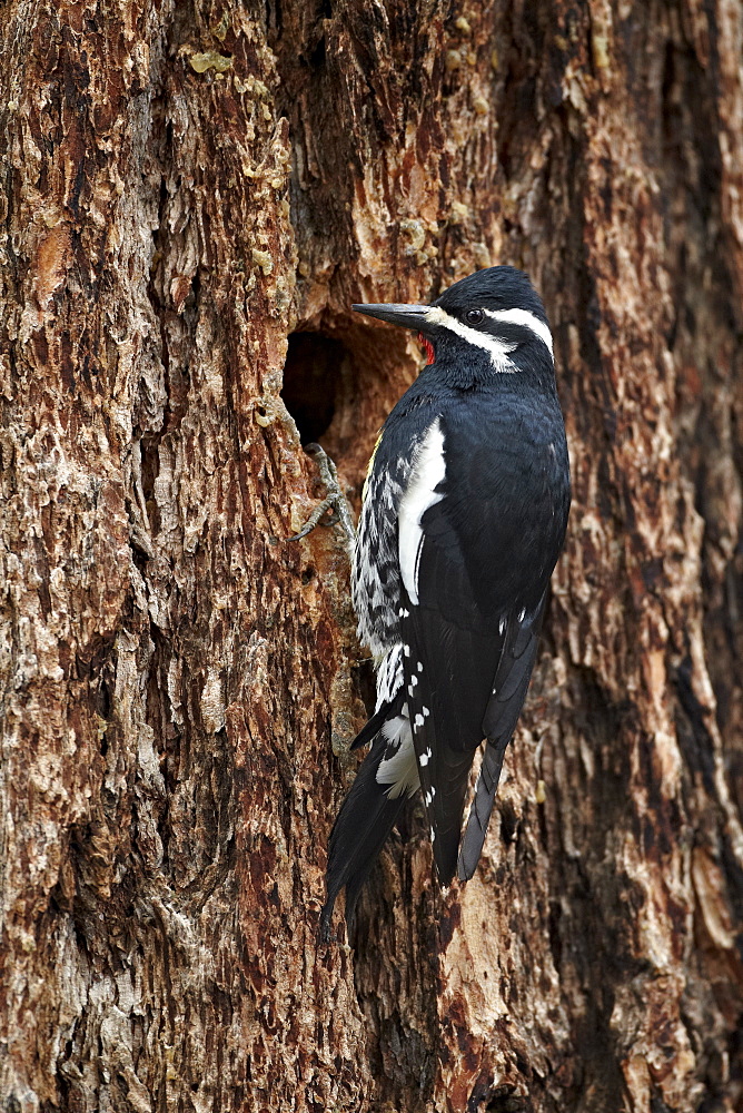 Male Williamson's sapsucker (Sphyrapicus thyroideus) at its nest hole, Yellowstone National Park, Wyoming, United States of America, North America