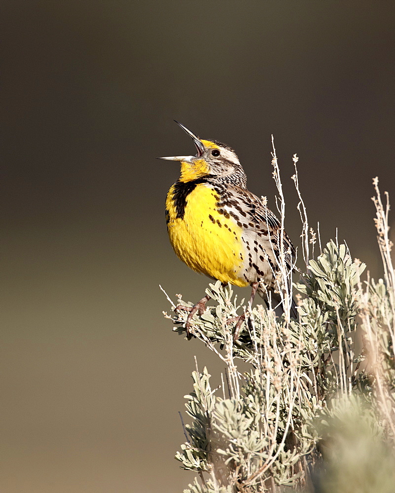 Western meadowlark (Sturnella neglecta) singing, Yellowstone National Park, Wyoming, United States of America, North America