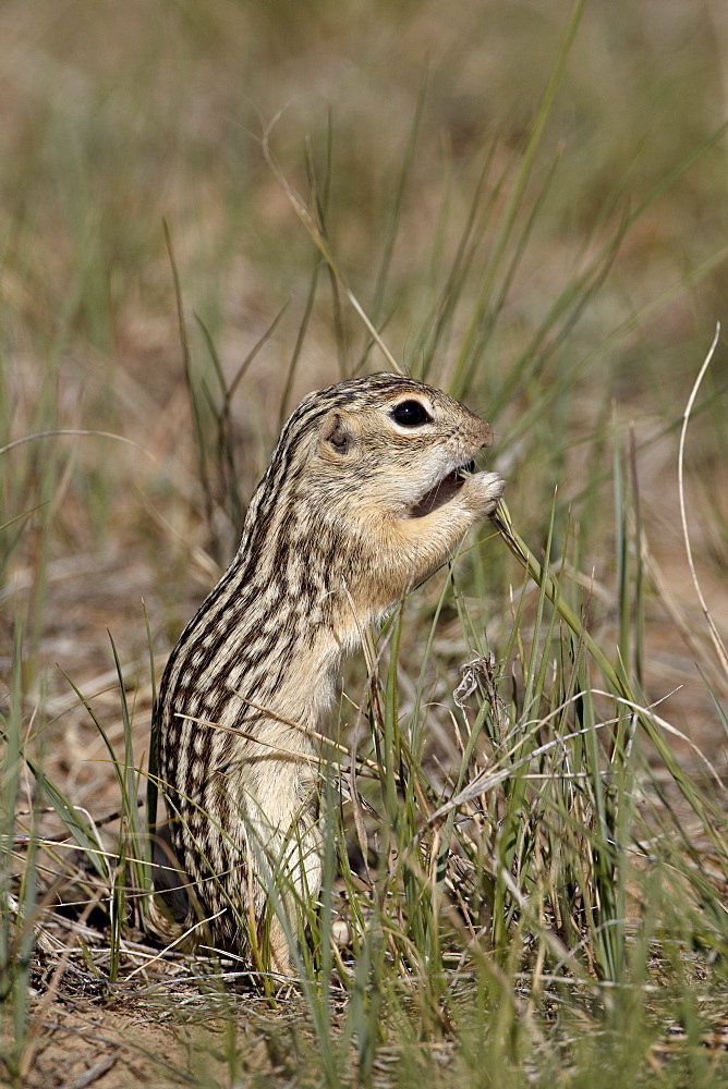 Thirteen-lined ground squirrel (Citellus tridecemlineatus) feeding, Pawnee National Grassland, Colorado, United States of America, North America