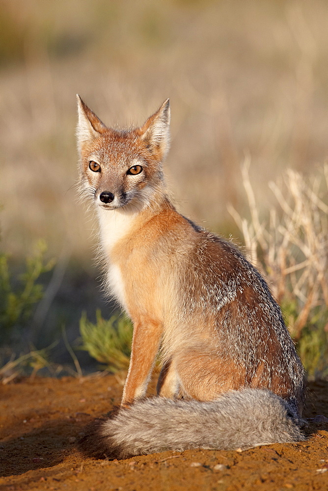 Swift fox (Vulpes velox), Pawnee National Grassland, Colorado, United States of America, North America