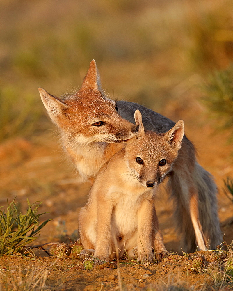 Swift fox (Vulpes velox) vixen grooming a kit, Pawnee National Grassland, Colorado, United States of America, North America