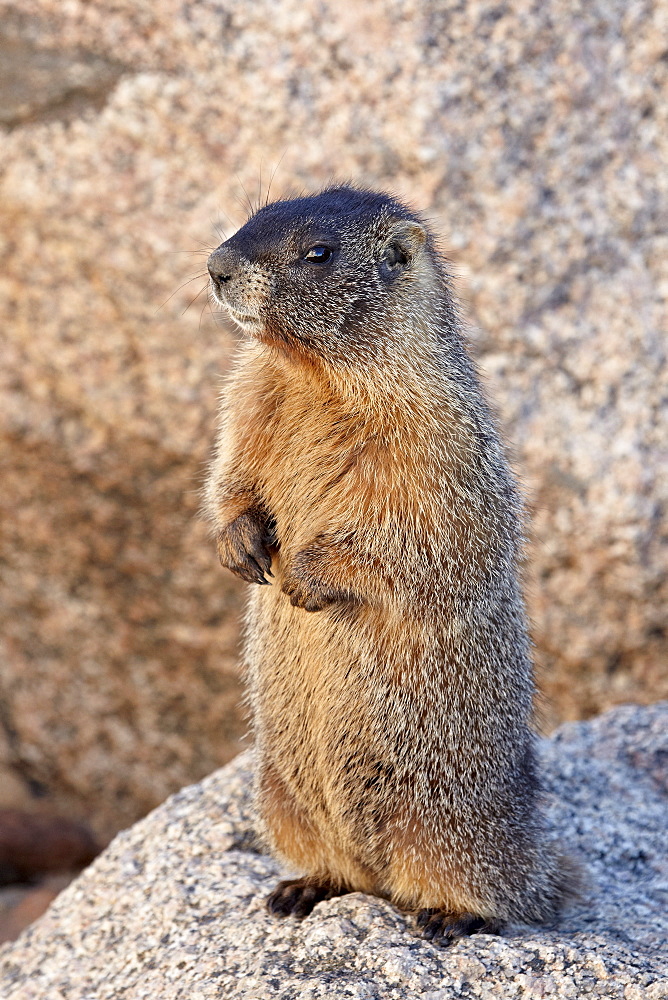 Yellow-bellied marmot (yellowbelly marmot) (Marmota flaviventris), Mount Evans, Arapaho-Roosevelt National Forest, Colorado, United States of America, North America