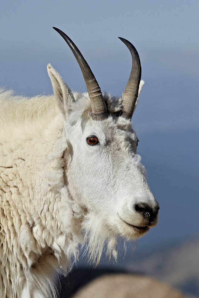 Mountain goat (Oreamnos americanus) nanny, Mount Evans, Arapaho-Roosevelt National Forest, Colorado, United States of America, North America