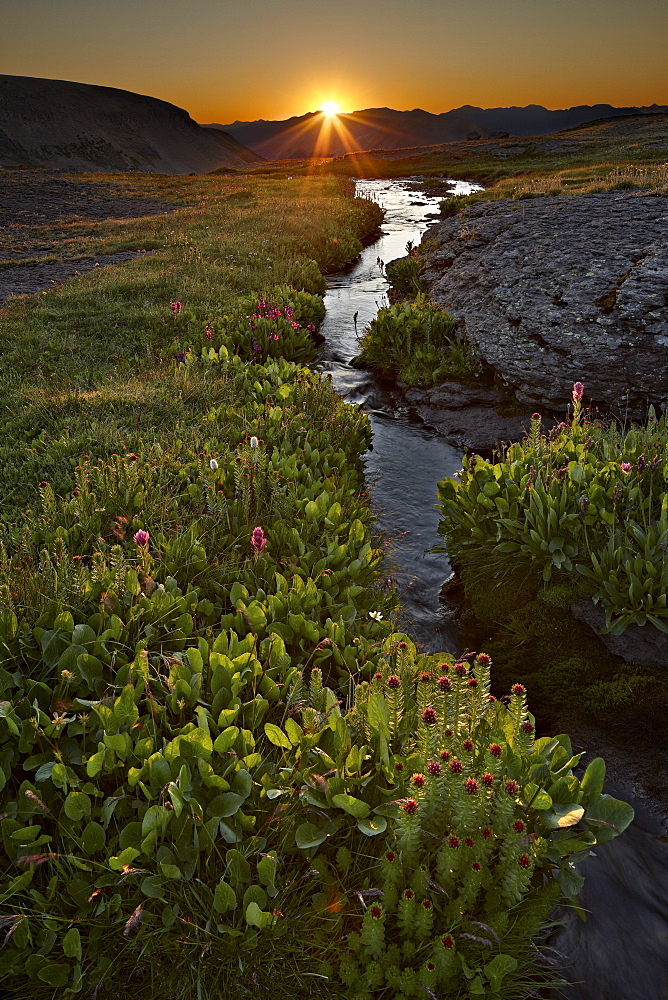 Sunrise in an Alpine meadow with wildflowers, San Juan National Forest, Colorado, United States of America, North America