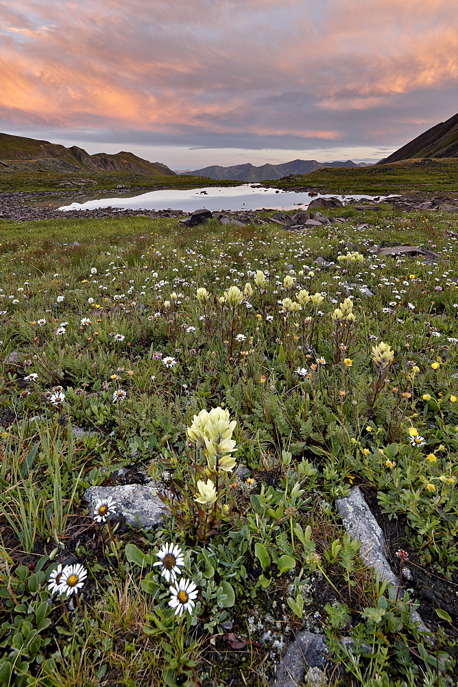 Orange clouds at sunrise with cutleaf daisy (dwarf mountain fleabane) (gold buttons) (Erigeron compositus) and sulphur paintbrush (Castilleja sulphurea), San Juan National Forest, Colorado, United States of America, North America