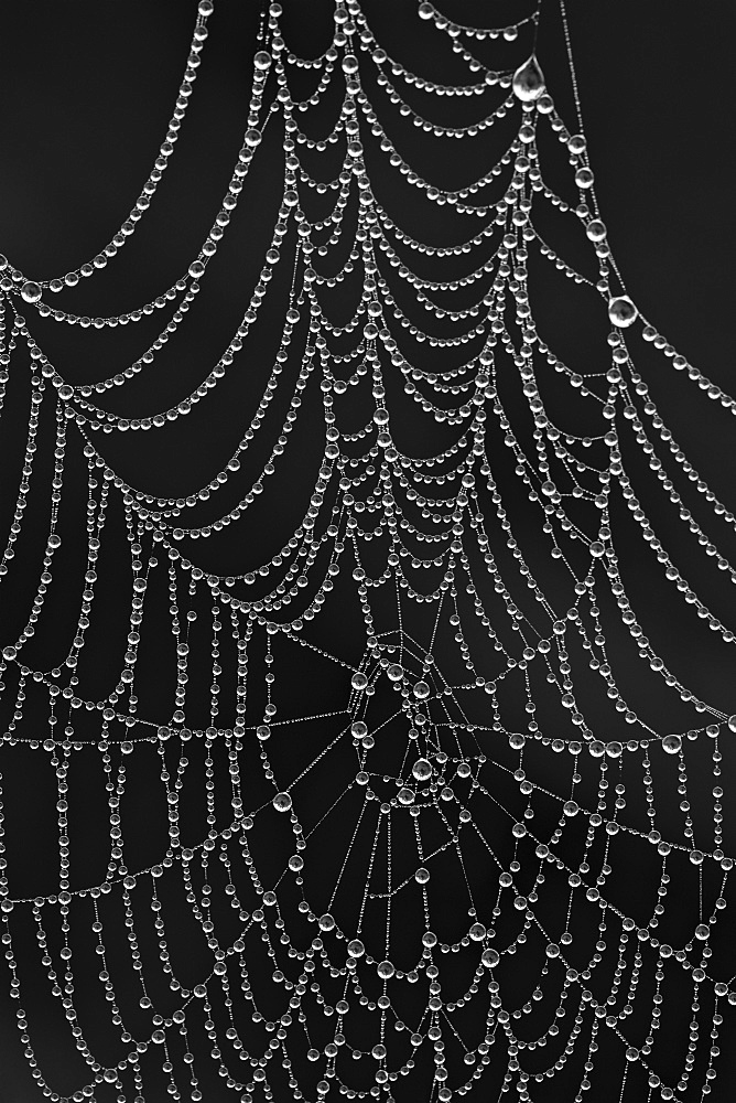 Spiderweb covered with dew, Glacier National Park, Montana, United States of America, North America