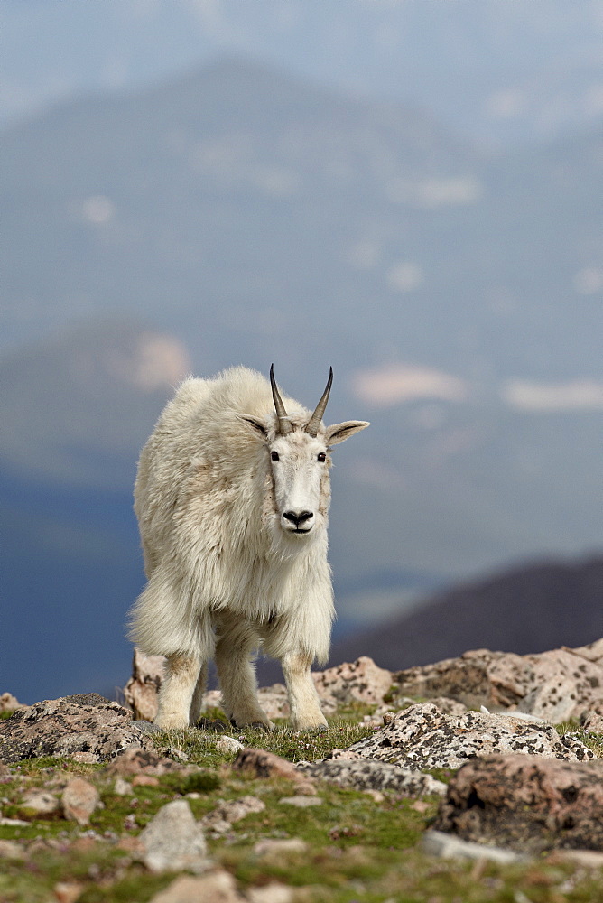 Mountain goat (Oreamnos americanus), Mount Evans, Arapaho-Roosevelt National Forest, Colorado, United States of America, North America