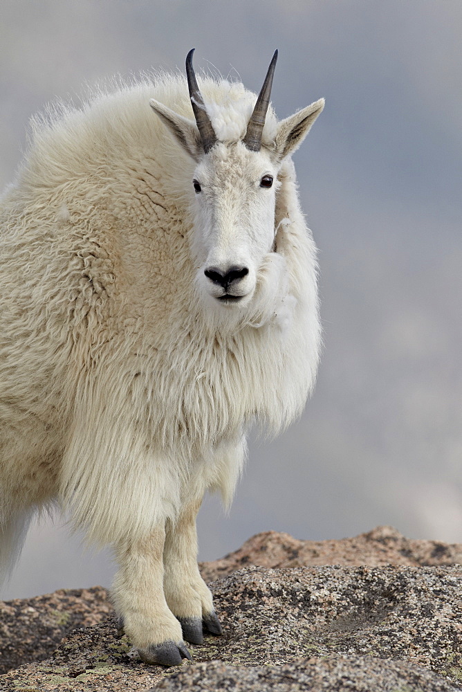 Mountain goat (Oreamnos americanus), Mount Evans, Arapaho-Roosevelt National Forest, Colorado, United States of America, North America