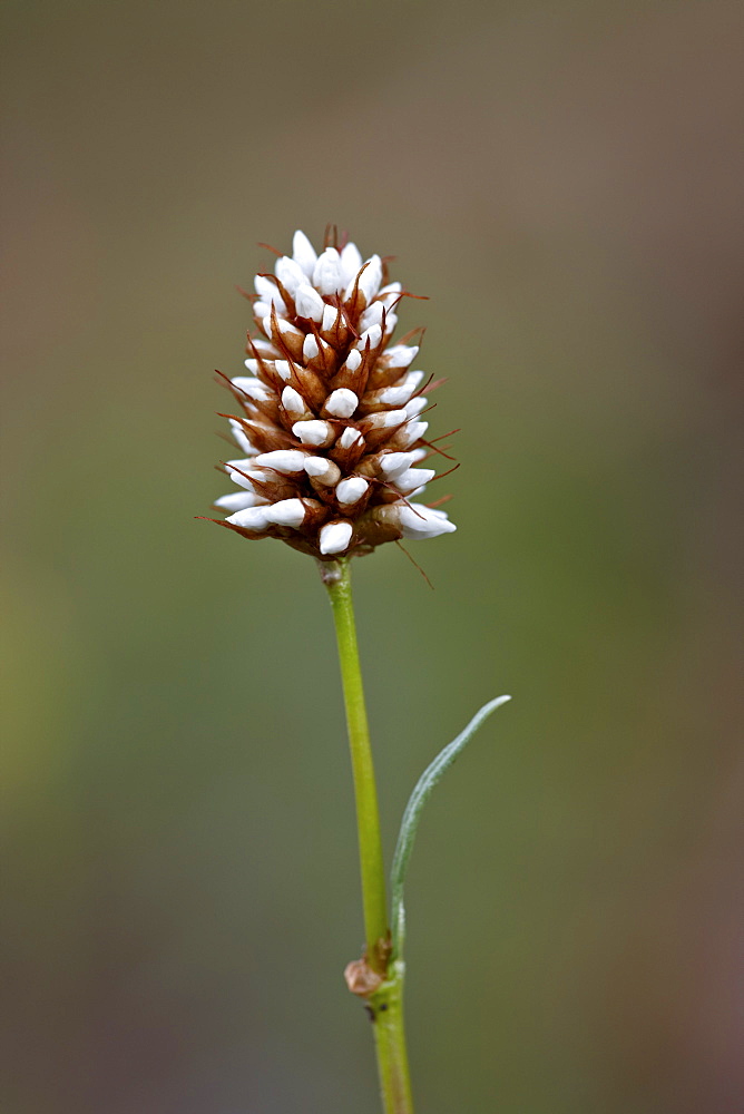 American bistort (Western bistort) (smokeweed) (mountain meadow knotweed) (Polygonum bistortoides (Bistorta bistortoides), Gunnison National Forest, Colorado, United States of America, North America