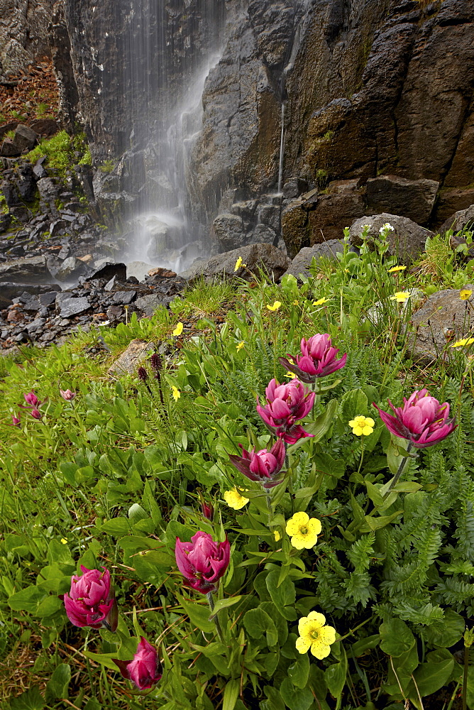 Rosy paintbrush (Castilleja rhexifolia) and Alpine avens (Acomastylis rossii turbinata), San Juan National Forest, Colorado, United States of America, North America