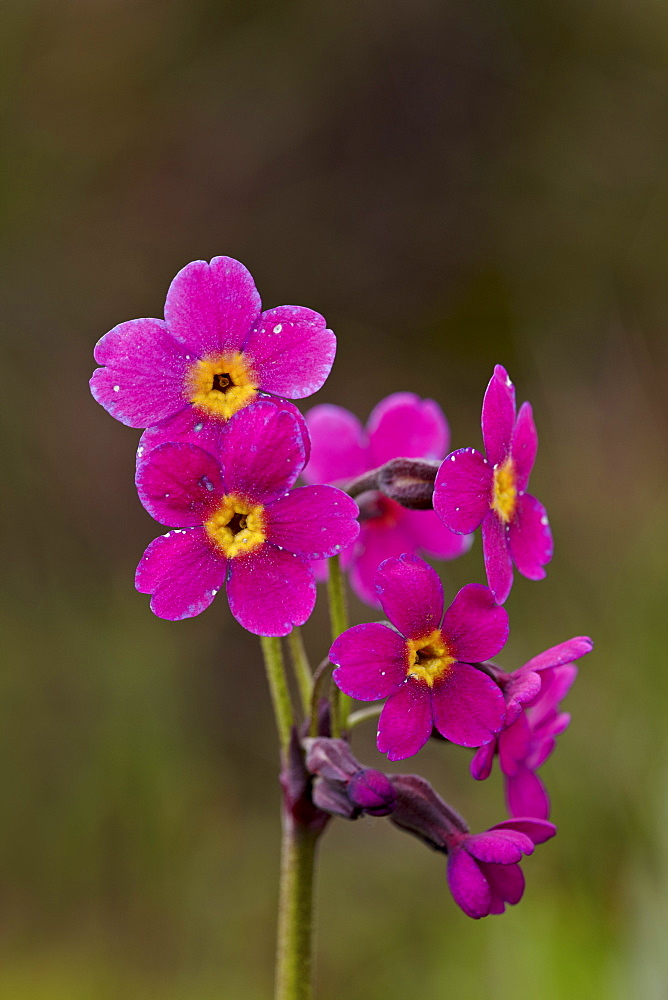 Parry's primrose (Primula parryi), San Juan National Forest, Colorado, United States of America, North America