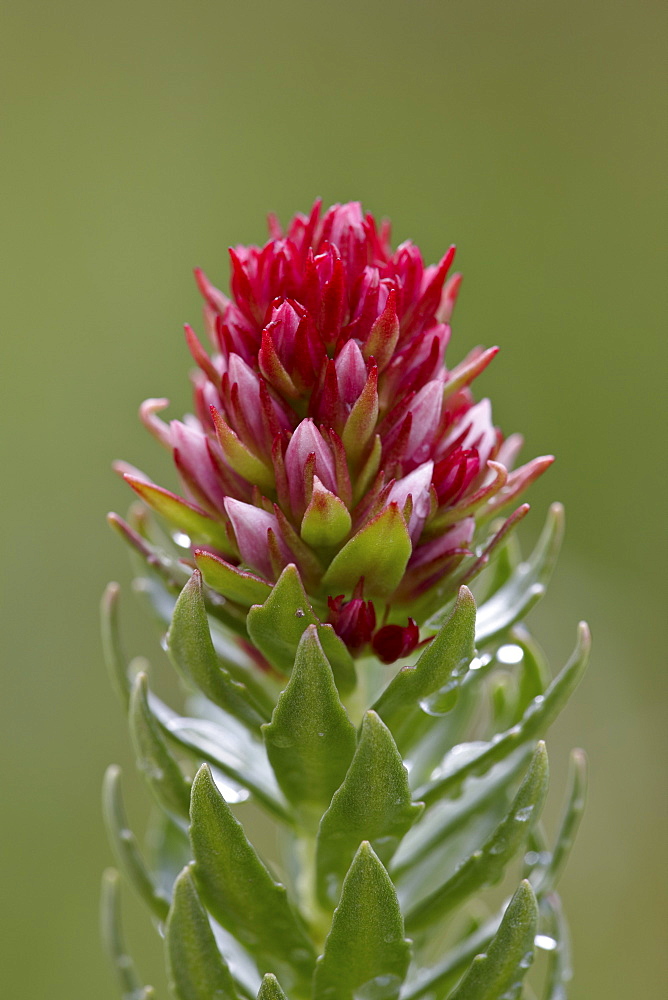 Queen's crown (rose crown) (redpod stonecrop) (Clementsia rhodantha) (Sedum rhodanthum) (Rhodiola rhodantha), San Juan National Forest, Colorado, United States of America, North America