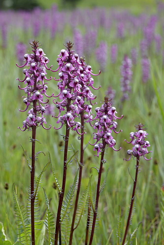 Elephant heads (little red elephants) (Pedicularis groenlandica), San Juan National Forest, Colorado, United States of America, North America