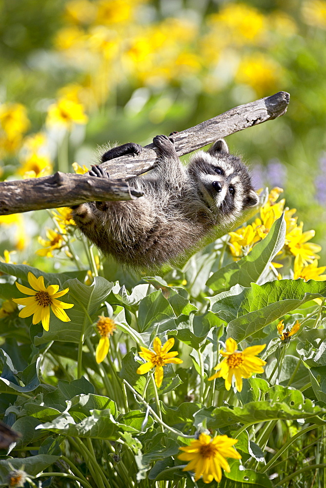 Captive baby raccoon (Procyon lotor) hanging on to a branch among arrowleaf balsam root (Balsamorhiza sagittata), Bozeman, Montana, United States of America, North America