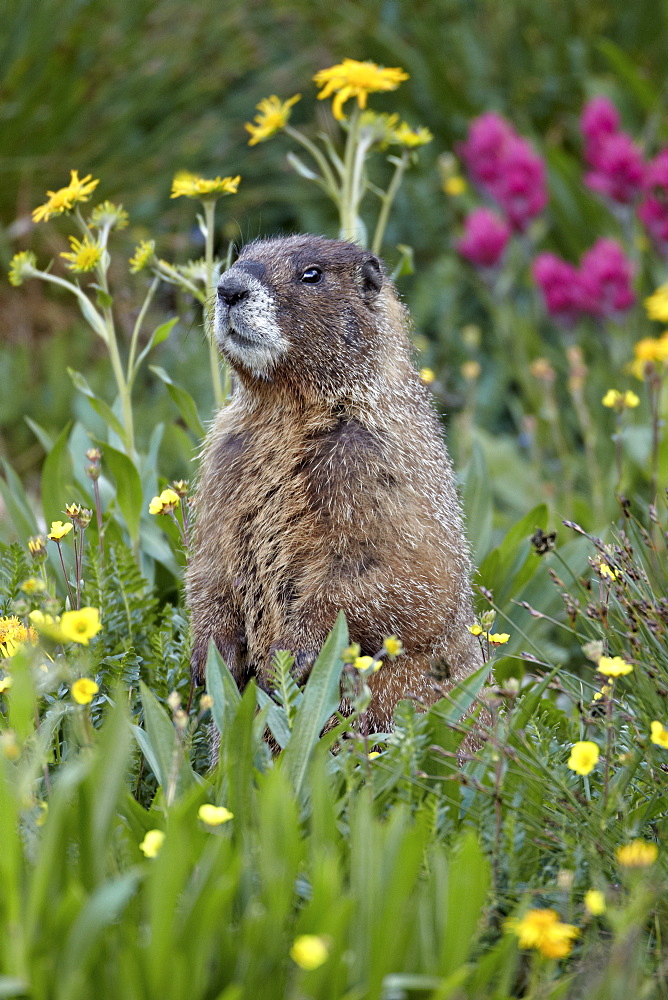 Yellow-bellied marmot (yellowbelly marmot) (Marmota flaviventris) among wildflowers, San Juan National Forest, Colorado, United States of America, North America