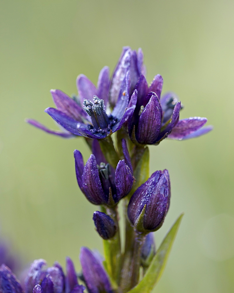 Star gentian (felwort) (Swertia perennis), San Juan National Forest, Colorado, United States of America, North America