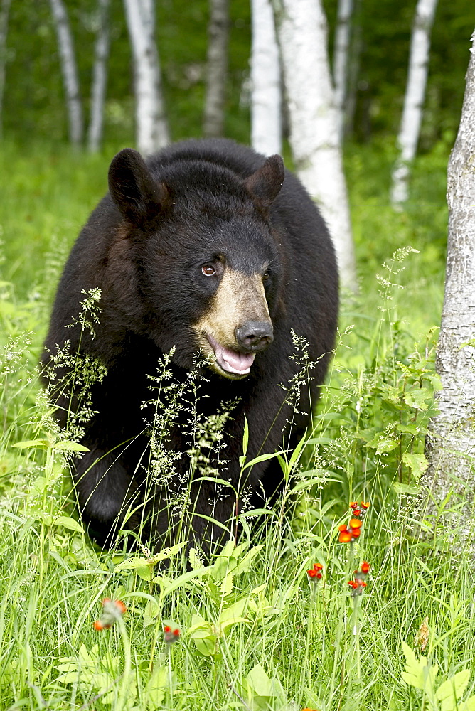 Captive black bear (Ursus americanus), Sandstone, Minnesota, United States of America, North America