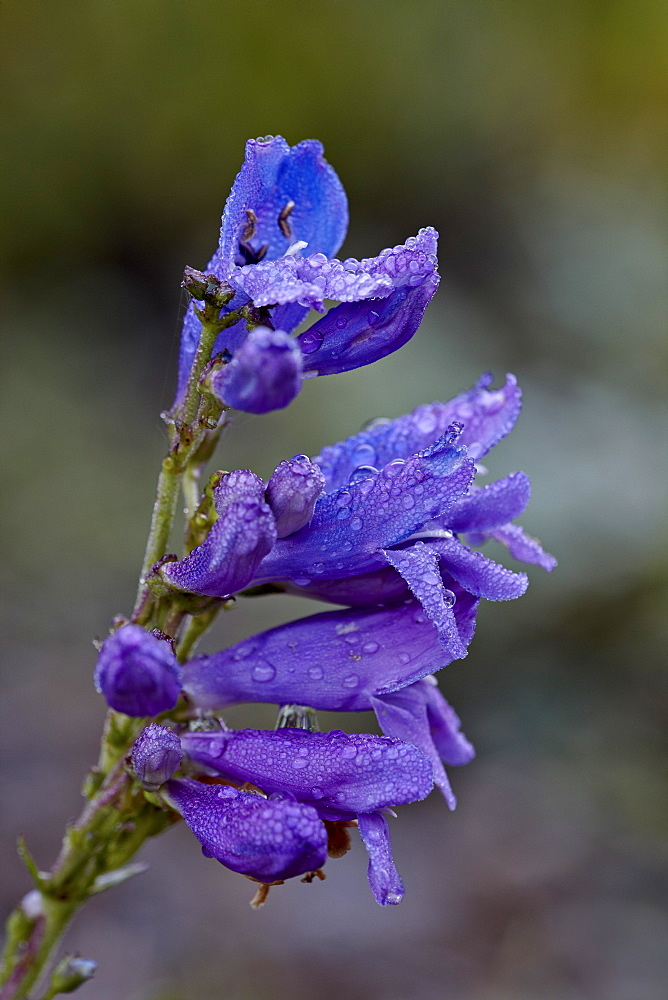 One sided penstemon (sidebells penstemon) (Penstemon secundiflorus), San Juan National Forest, Colorado, United States of America, North America