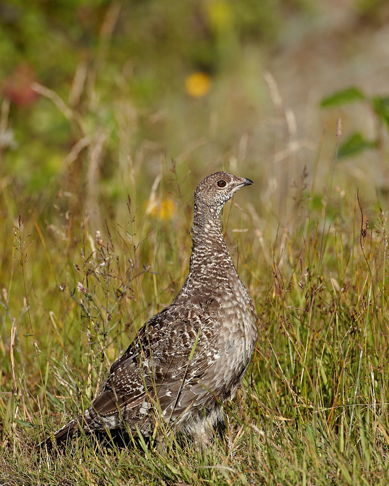 Dusky grouse (blue grouse) (Dendragapus obscurus) hen, United States of America, North AmericaUSA