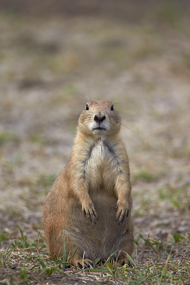 Black-tailed prairie dog (blacktail prairie dog) (Cynomys ludovicianus), Custer State Park, South Dakota, United States of America, North America