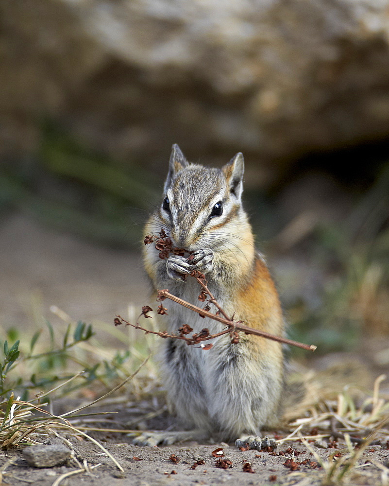 Least chipmunk (Neotamias minimus) eating, Custer State Park, South Dakota, United States of America, North America