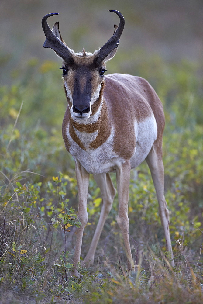 Pronghorn (Antilocapra americana) buck, Custer State Park, South Dakota, United States of America, North America