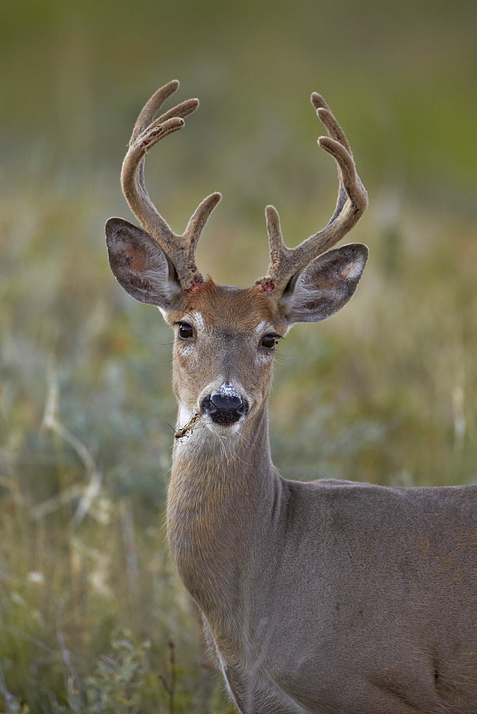 White-tailed deer (whitetail deer) (Virginia deer) (Odocoileus virginianus) buck, Custer State Park, South Dakota, United States of America, North America