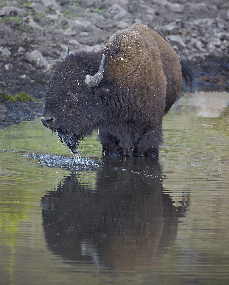 Bison (Bison bison) drinking from a pond, Custer State Park, South Dakota, United States of America, North America