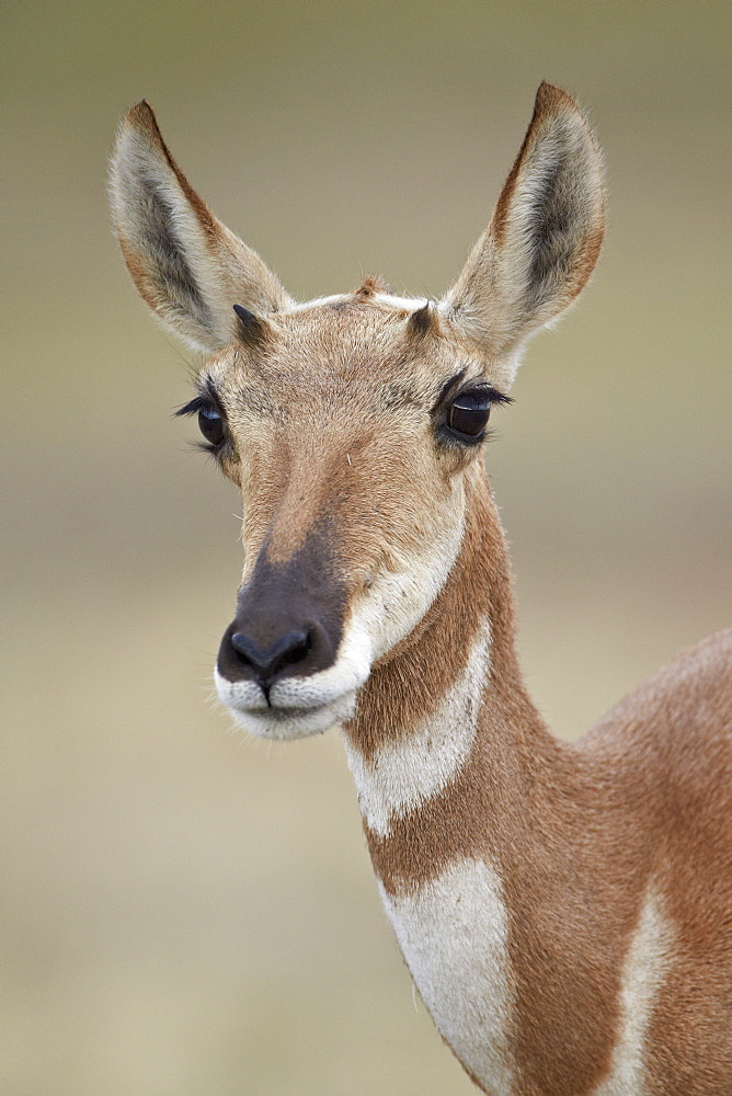 Pronghorn (Antilocapra americana) doe, Custer State Park, South Dakota, United States of America, North America