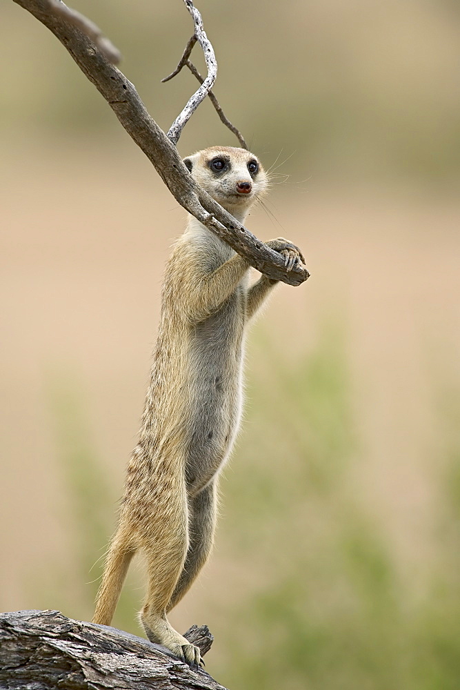 Meerkat or suricate (Suricata suricatta) standing guard duty, Kgalagadi Transfrontier Park, encompassing the former Kalahari Gemsbok National Park, Northern Cape, South Africa, Africa