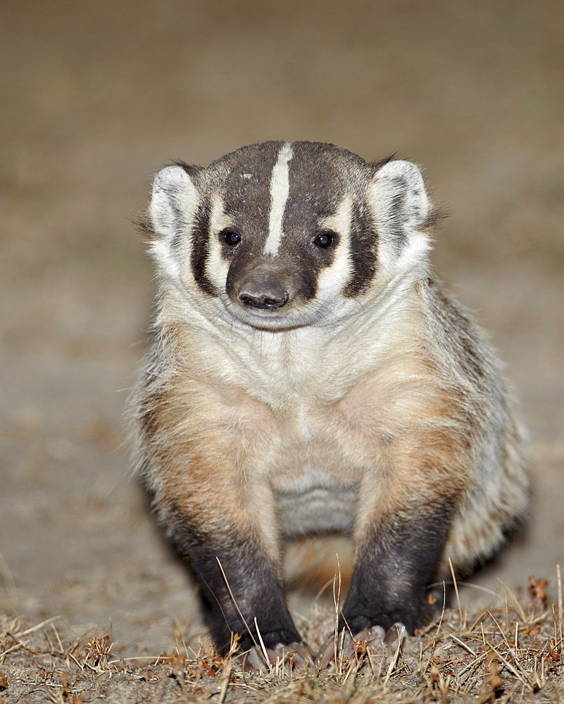 Badger (Taxidea taxus), Buffalo Gap National Grassland, Conata Basin, South Dakota, United States of America, North America