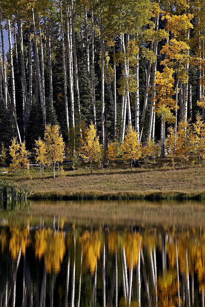 Yellow aspens among evergreens in the fall reflected in a lake, Uncompahgre National Forest, Colorado, United States of America, North America