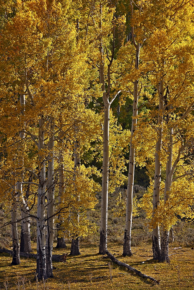 Yellow aspens in the fall, San Miguel County, San Juan Mountains, Colorado, United States of America, North America