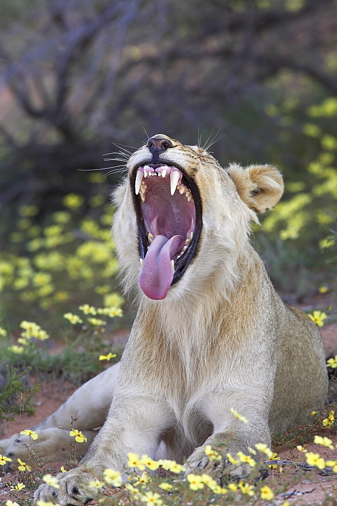 Young male lion (Panthera leo) yawning, Kgalagadi Transfrontier Park, encompassing the former Kalahari Gemsbok National Park, Northern Cape, South Africa, Africa