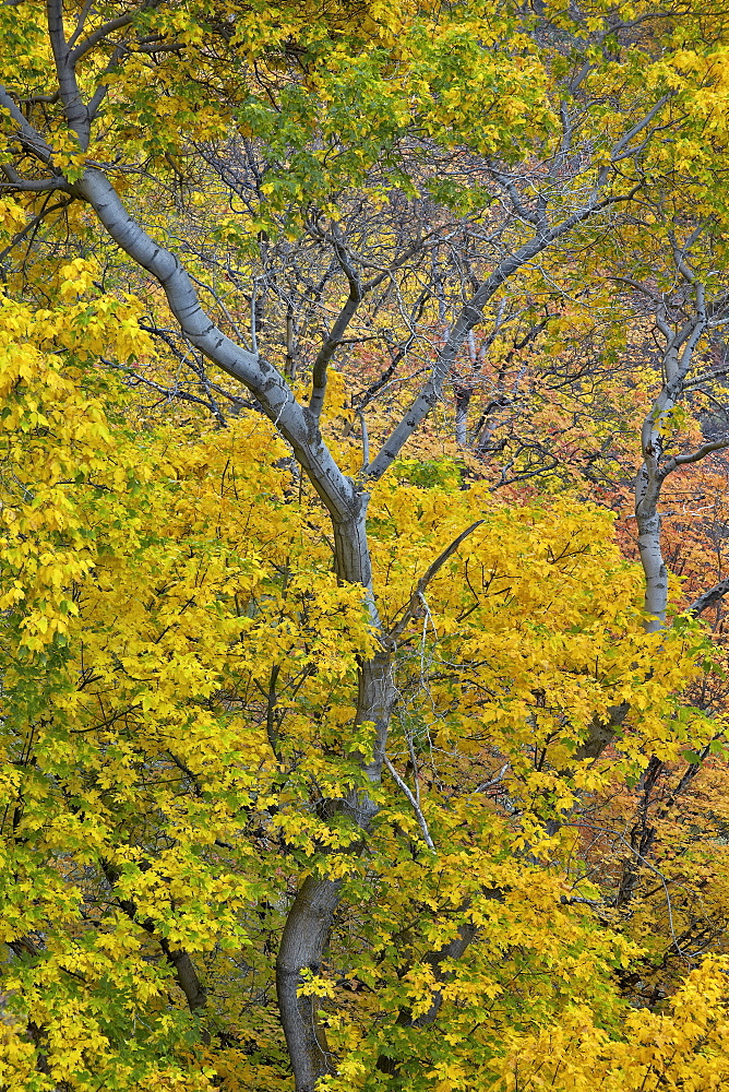 Box elder (boxelder maple) (maple ash) (Acer negundo) with yellow leaves in the fall, Zion National Park, Utah, United States of America, North America