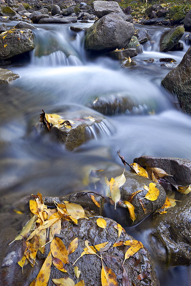 Cascades on the Big Bear Creek in the fall, San Miguel County, Colorado, United States of America, North America 