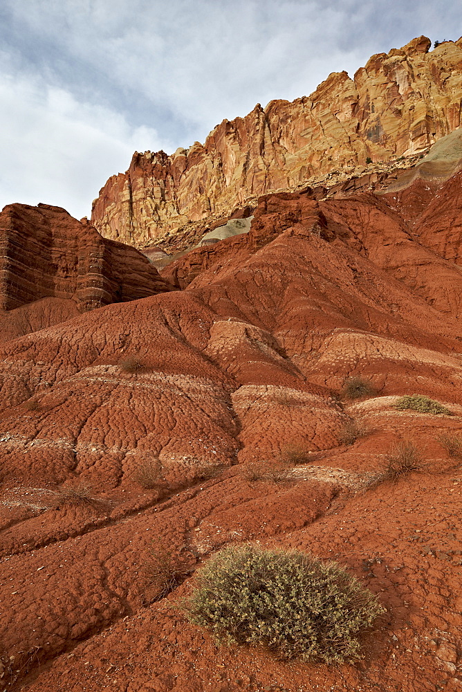 Small bush in the wash near a sandstone butte, Capitol Reef National Park, Utah, United States of America, North America 