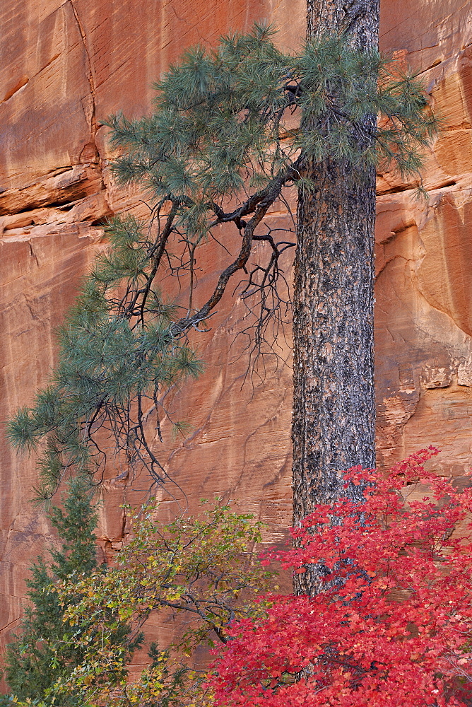 Red leaves on a big tooth maple (Acer grandidentatum) near a Ponderosa pine (Pinus ponderosa) trunk in the fall, Zion National Park, Utah, United States of America, North America 