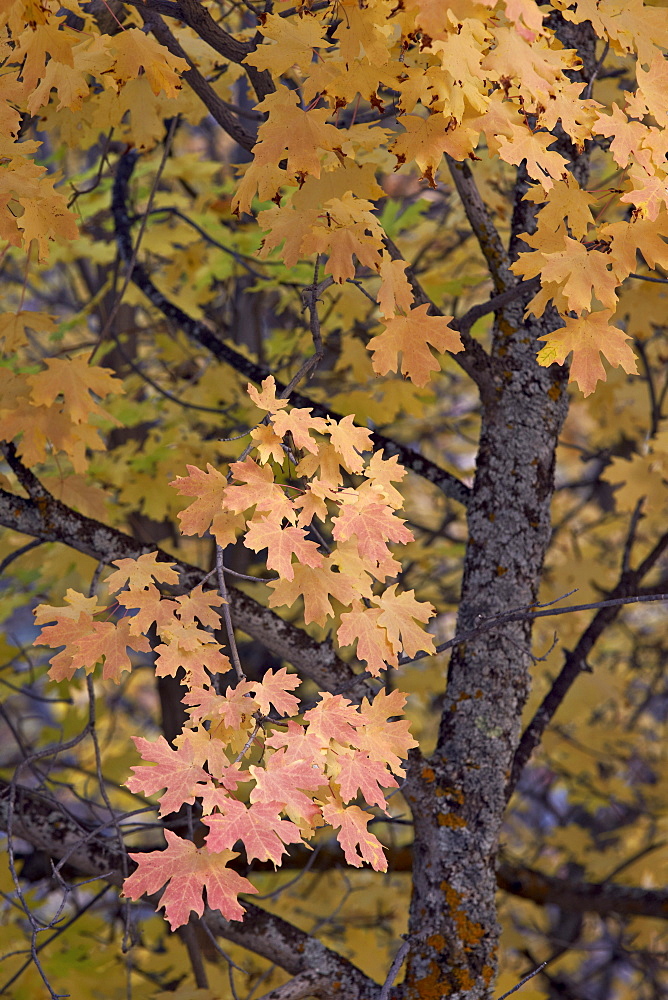 Yellow, orange, and red leaves on a big tooth maple (Acer grandidentatum) in the fall, Zion National Park, Utah, United States of America, North America 