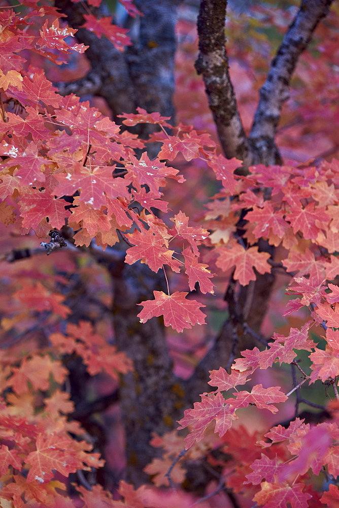 Red leaves on a big tooth maple (Acer grandidentatum) in the fall, Zion National Park, Utah, United States of America, North America 