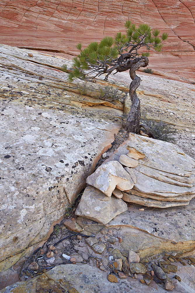 Pine growing on a sandstone hill, Zion National Park, Utah, United States of America, North America 