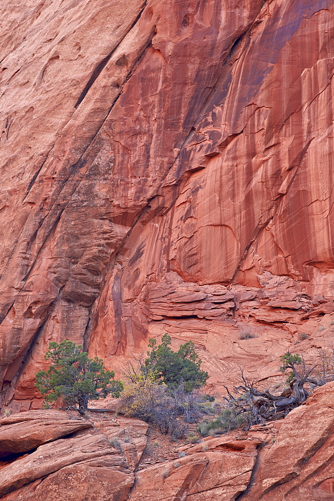 Salmon-coloured sandstone wall with evergreens, Grand Staircase-Escalante National Monument, Utah, United States of America, North America 