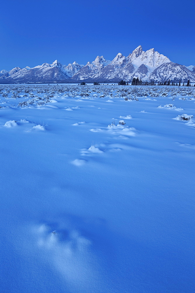 The Teton Range at dawn after a fresh snow, Grand Teton National Park, Wyoming, United States of America, North America 