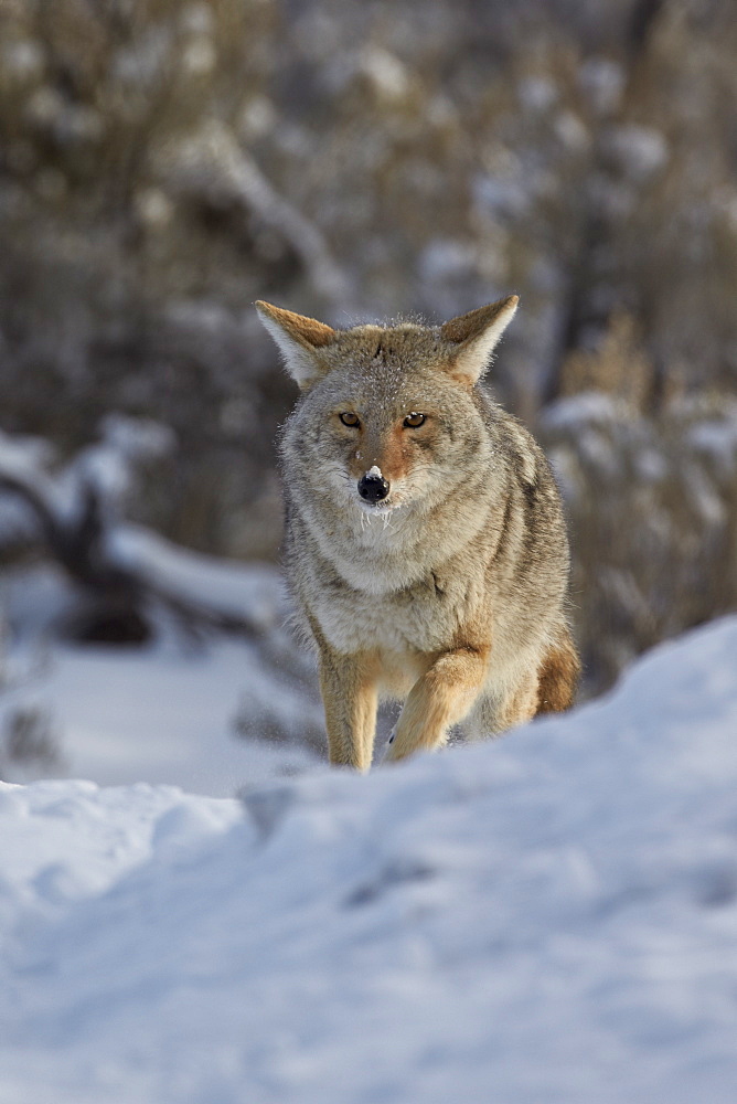 Coyote (Canis latrans) in the snow, Yellowstone National Park, Wyoming, United States of America, North America 