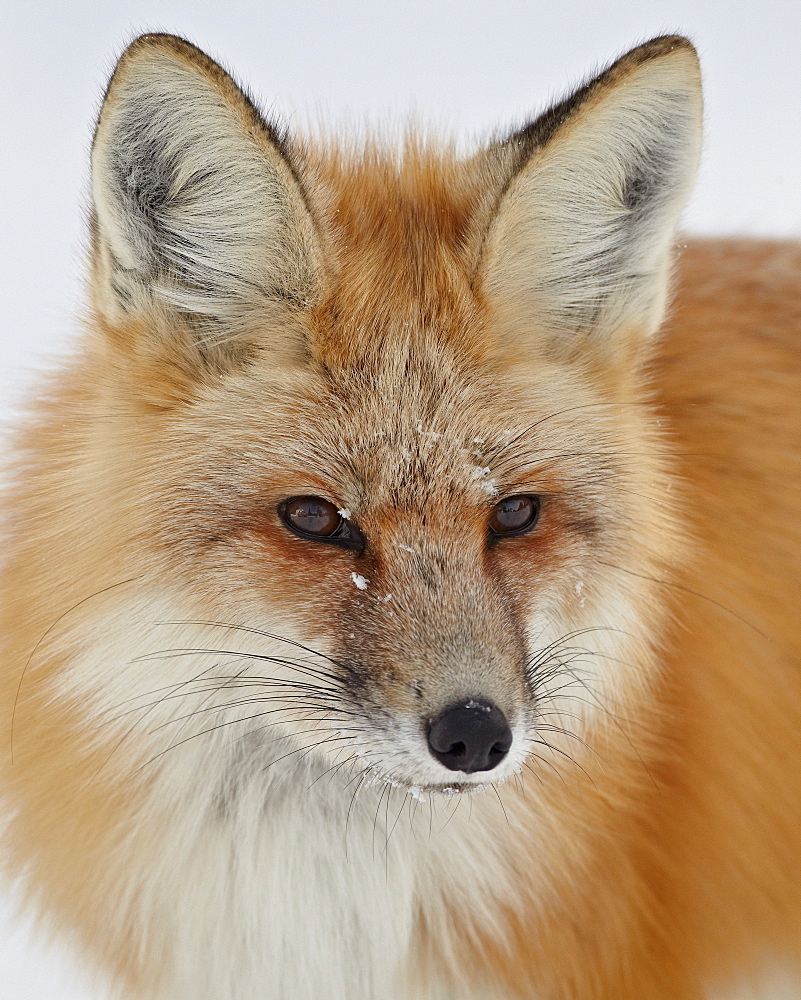 Red fox (Vulpes vulpes) in the snow, Grand Teton National Park, Wyoming, United States of America, North America