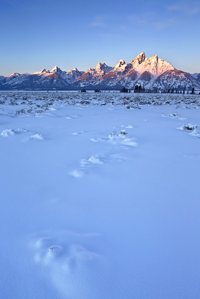 The Teton Range at first light after a fresh snow, Grand Teton National Park, Wyoming, United States of America, North America 