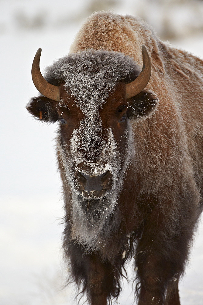 Bison (Bison bison) cow in the winter, Yellowstone National Park, Wyoming, United States of America, North America 